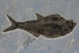 Multiple Fossil Fish (Diplomystus & Knightia) - Wall Mount #299812-2